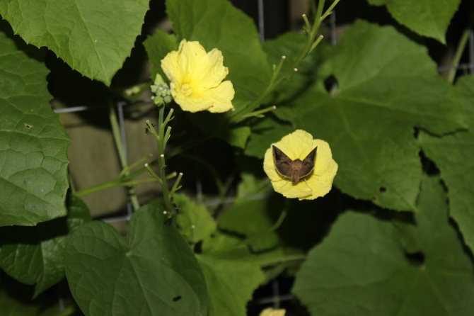 climbing okra bloom and a moth
